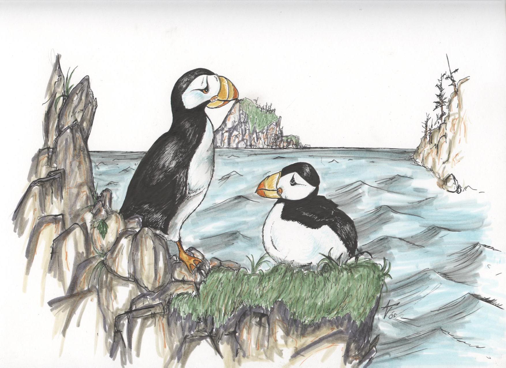 puffins