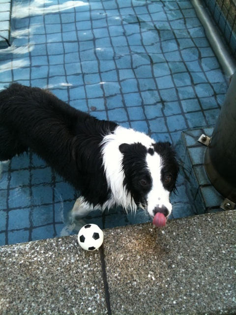 Oreo Pool Oreo swimming by The-Fortunate-One on DeviantArt