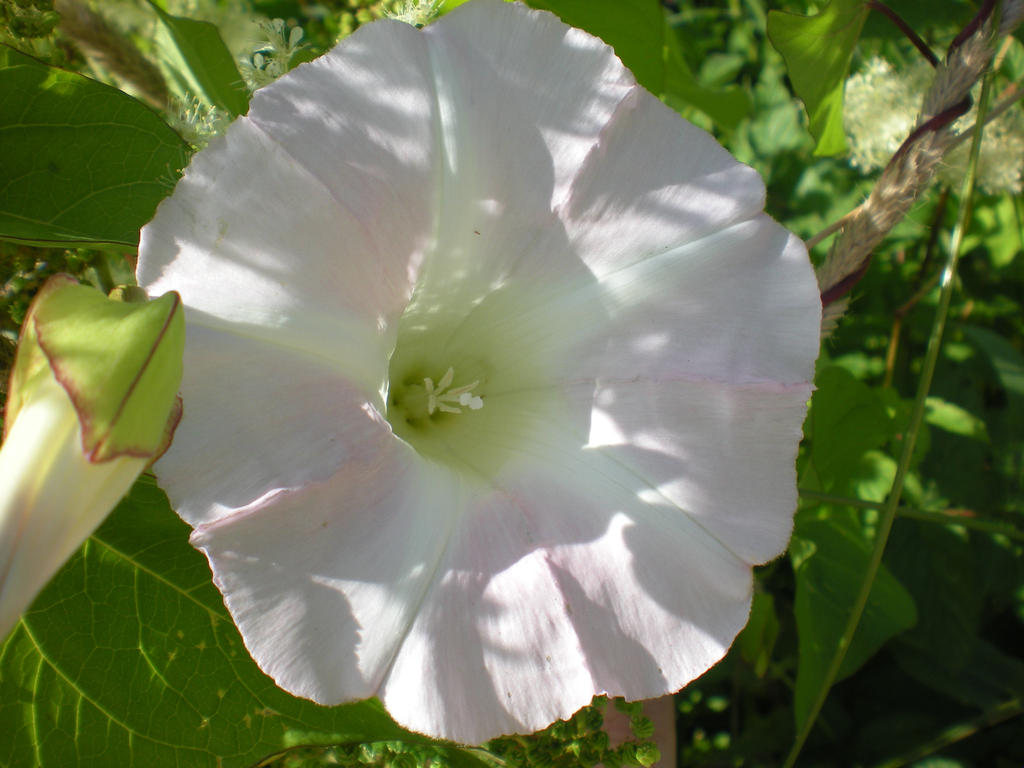 Pink and white flower