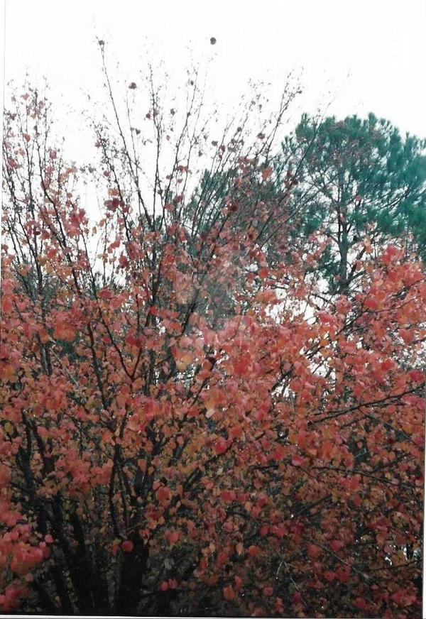 Vermont color by hurricanescreamer on DeviantArt