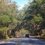 Driving under the canopy tunnel