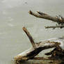 Driftwood