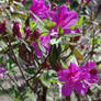 Flowers on the bush