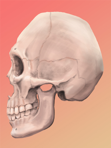 Cranium profile