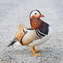 Mandarin duck