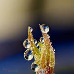Droplets by StineJ