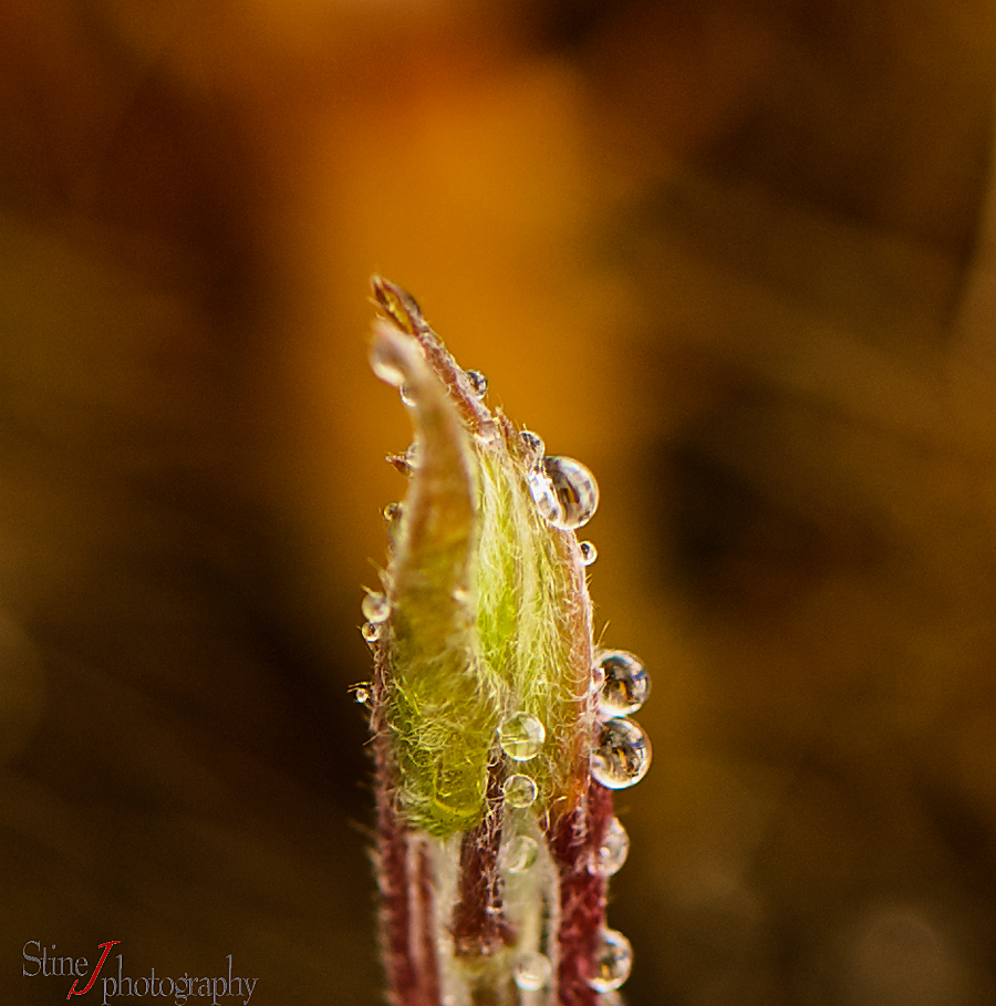 Droplets II