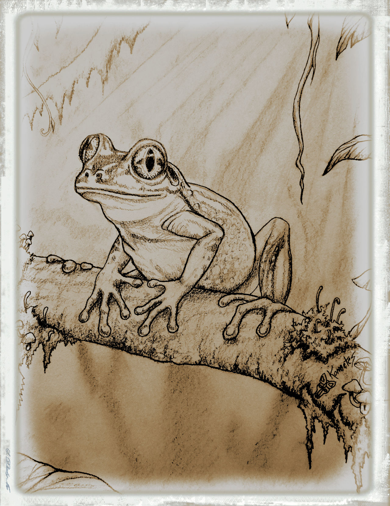 Tree Frog Drawin Sketch Tree Frog Drawing Shopping Online | www.pinnaxis.com