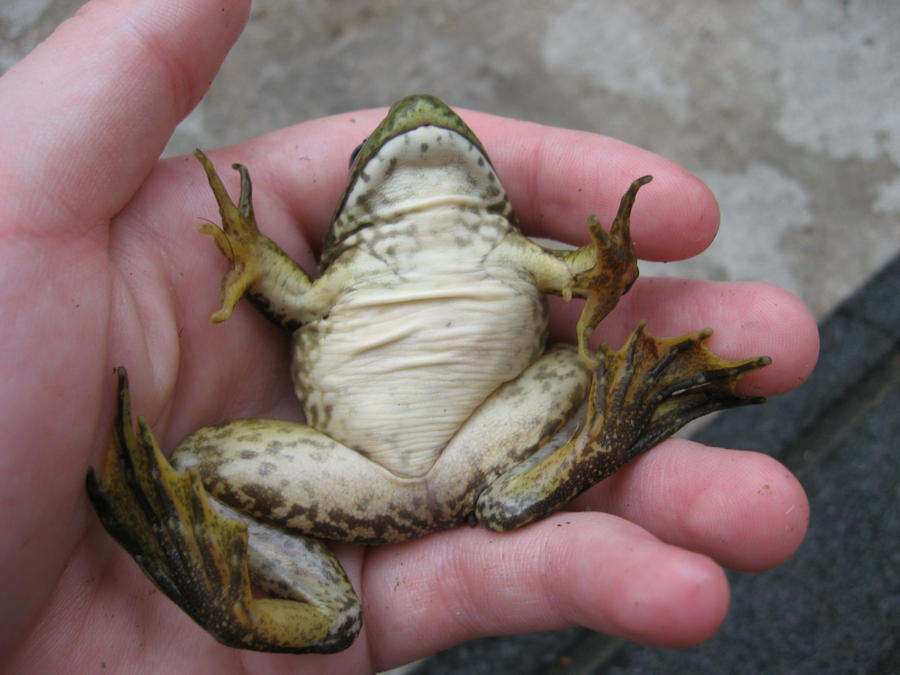 Lazy Bull Frog