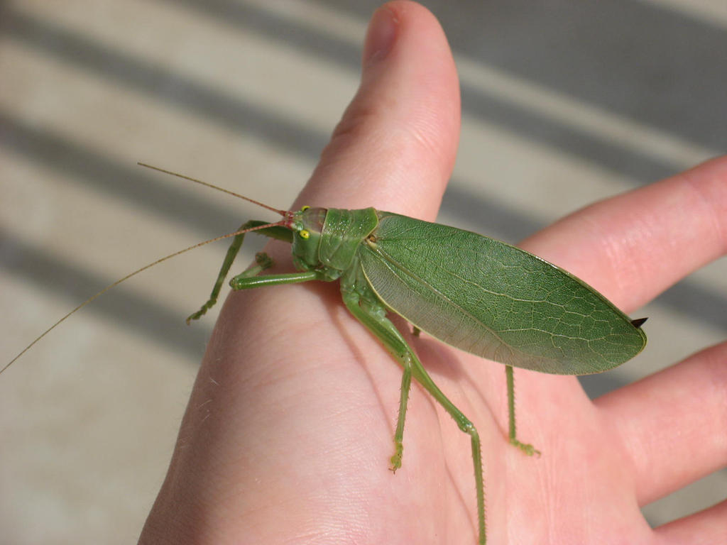 Katydid