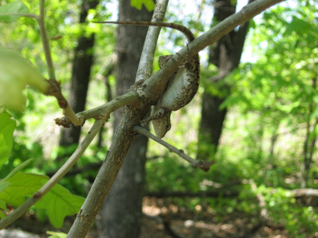 Climbing an Baby Oak