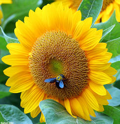 Bee and Sunflower