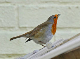 Robin