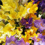 yellow-violet colorz of spring