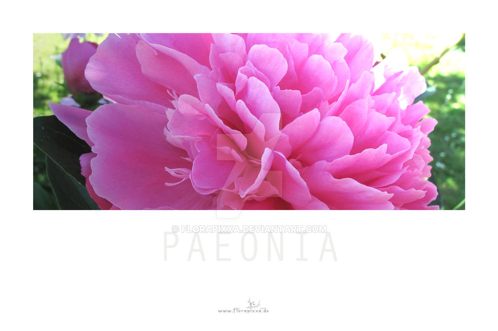 PAEONIA