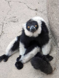 Lemur