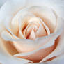 White Rose