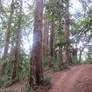 A STROLL THROUGH THE REDWOODS 90