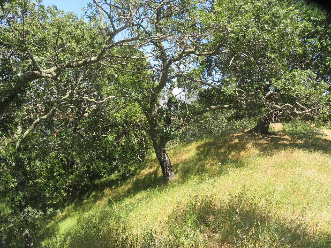 Even More of San Ramon Valley Regional Parks by SAMGUTHRIEWRITER on