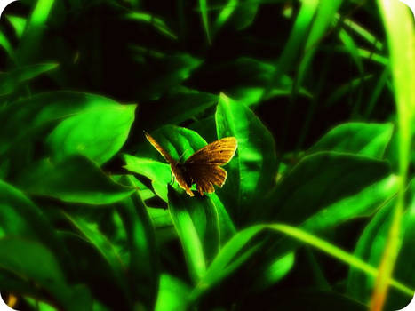 butterfly