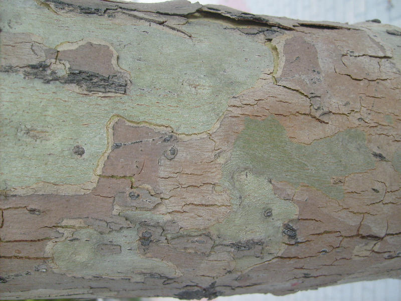 Tree Skin Texture.