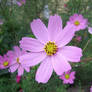 Flower.