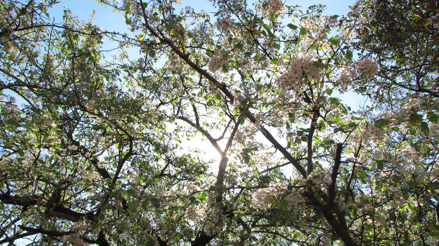 Su Real Springtime Springtime IV by luthien-soroniel on DeviantArt