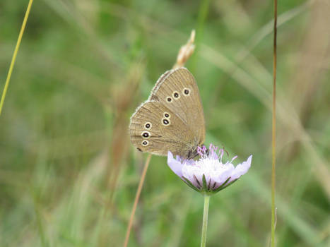 Ringlet