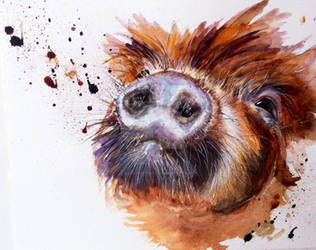 Kunekune pig