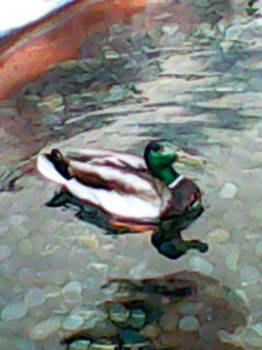 Disney Land Duck