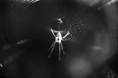 Spider on 35mm