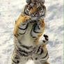 Tiger in snow 