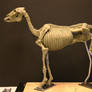 Horse Ecorche - Day 5