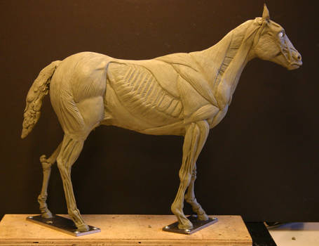 Horse Ecorche - Day 13