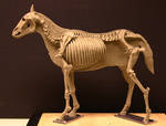 Horse Ecorche - Day 14