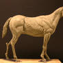 Horse Ecorche - Day 15