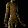Ecorche perspective