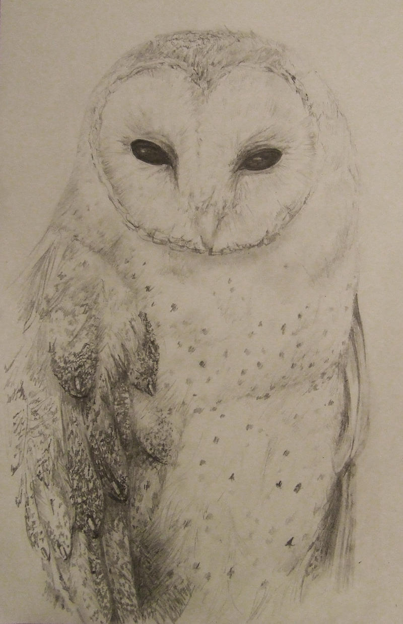 Barn owl sketch