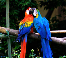 Parrots