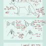 A basic RED FOX anatomy guide