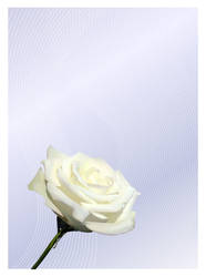 White Rose - Vector