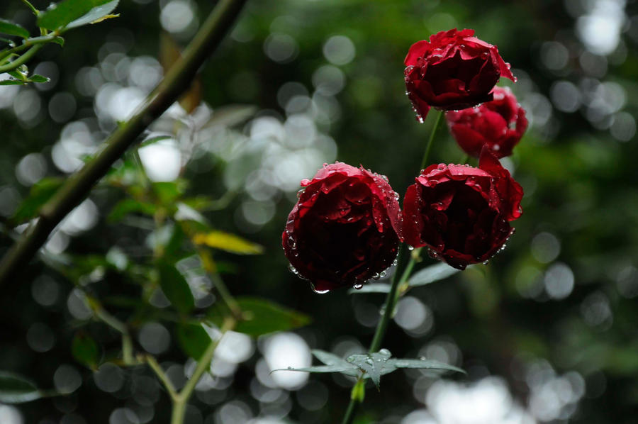 rosas post-lluvia