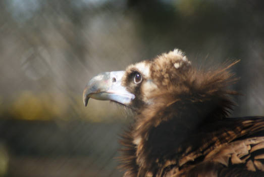 Eurasian Black Vulture - 1