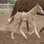 palomino paint foal