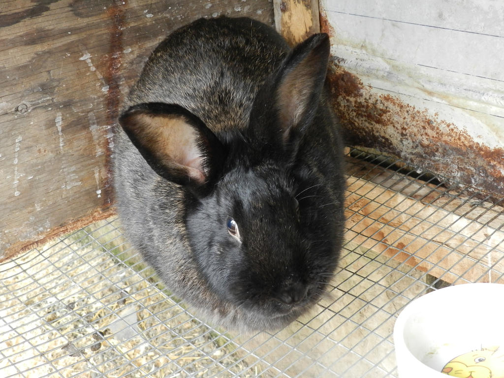 Zawoo Rabbit New Zealand by DustZoey on DeviantArt