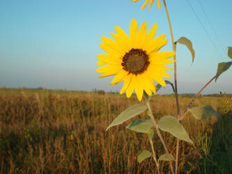 Sunflower