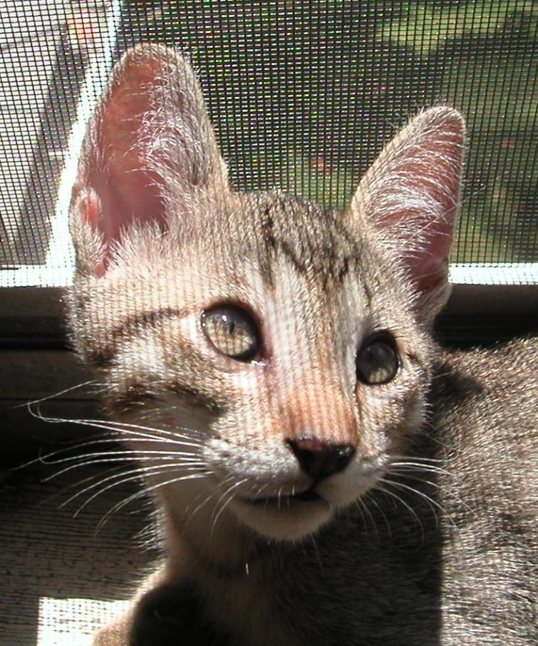 Teh Cute by amink on DeviantArt