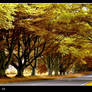 Avenue colour rld 01