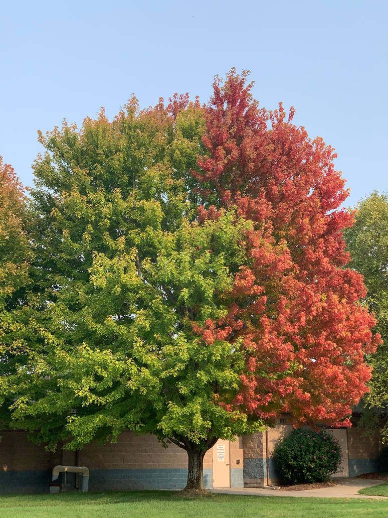 Half and Half Tree by guardian46w on DeviantArt