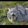 Canadian lynx